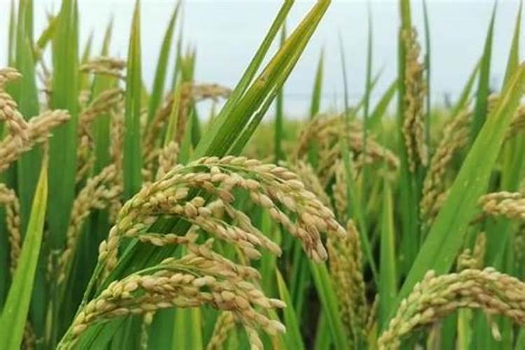 水稻一亩需要的氮磷钾