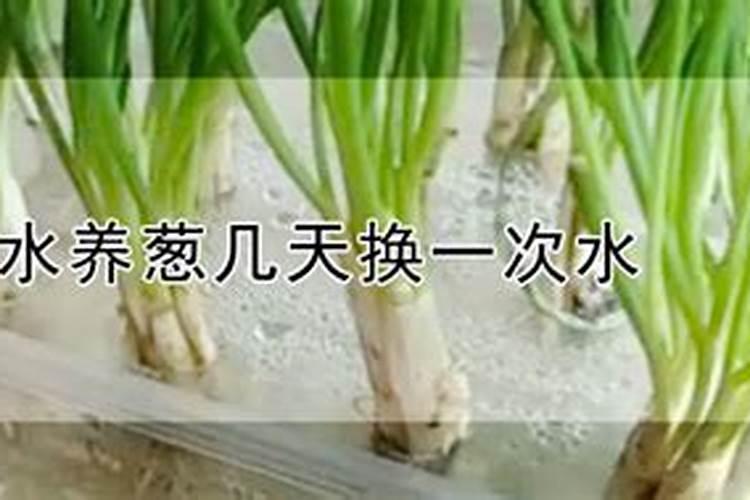 盆栽葱施肥时间(盆栽葱施肥时间表,掌握最佳施肥时间,让葱郁葱葱!)百度...