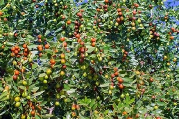 枣树的养殖方法