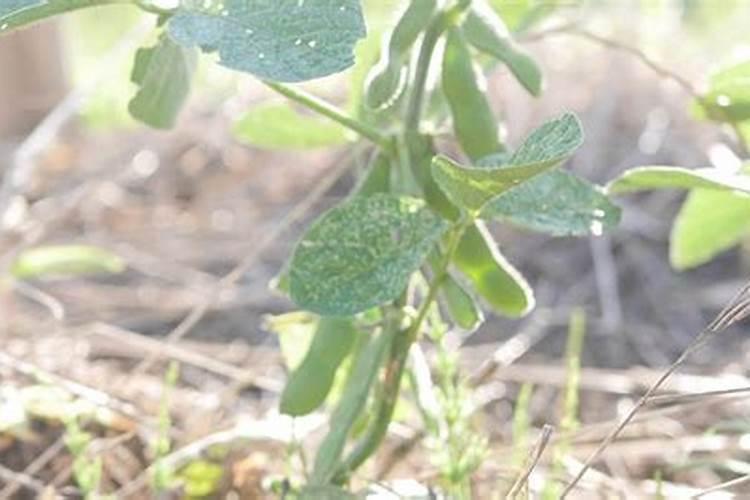 奶花豆的栽培管理