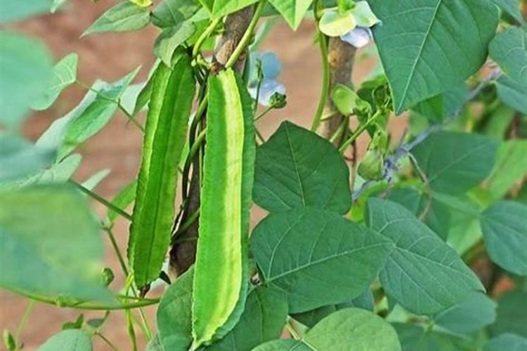 盆栽桂花怎么养