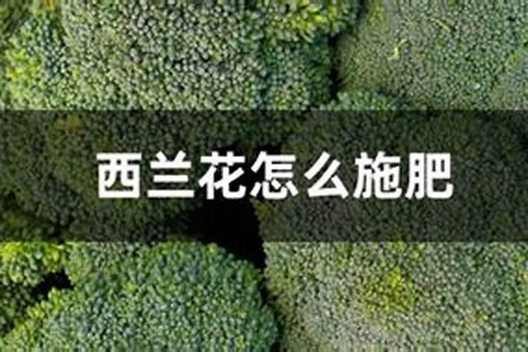 苹果树补钙的叶面肥有哪些苹果树叶面肥一年喷几次都喷什么肥