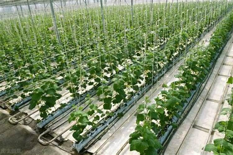 葡萄浇水时施氮肥过多过近出现下部叶子干枯怎样补救