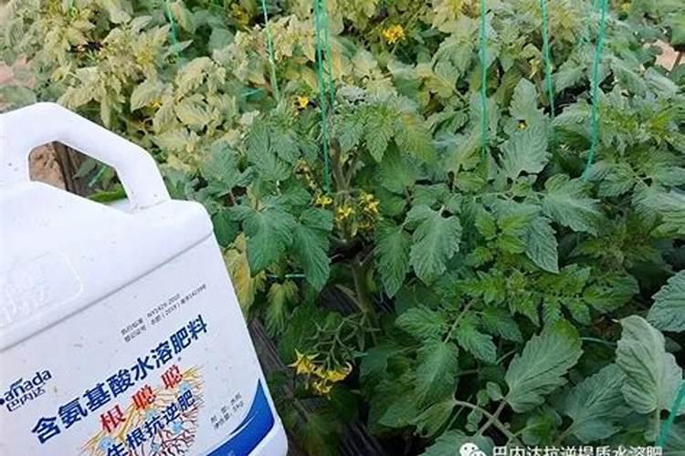打完叶面肥后多久可以用除草剂