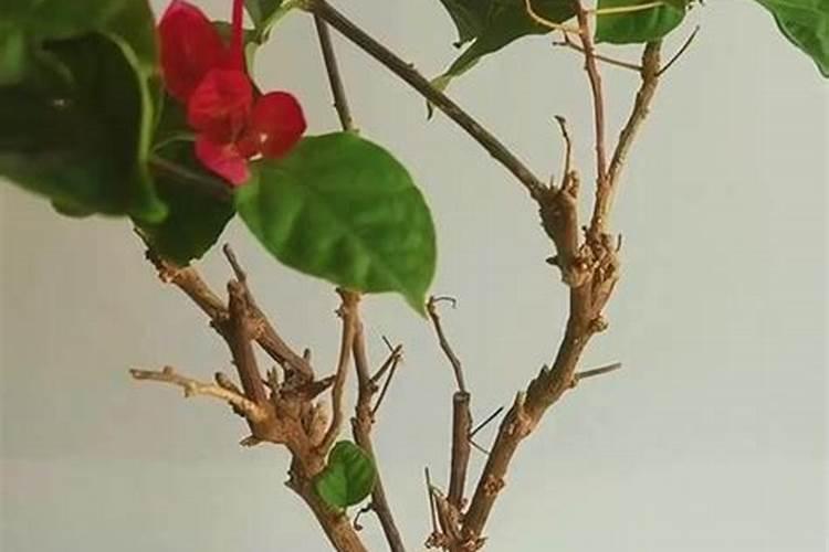 国内最好的芸苔素内酯