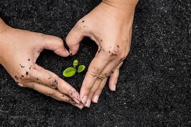 玉米地施肥过量会有什么后果？