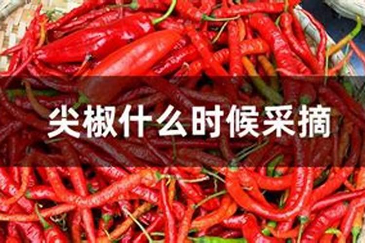 甲肥对什么蔬菜好