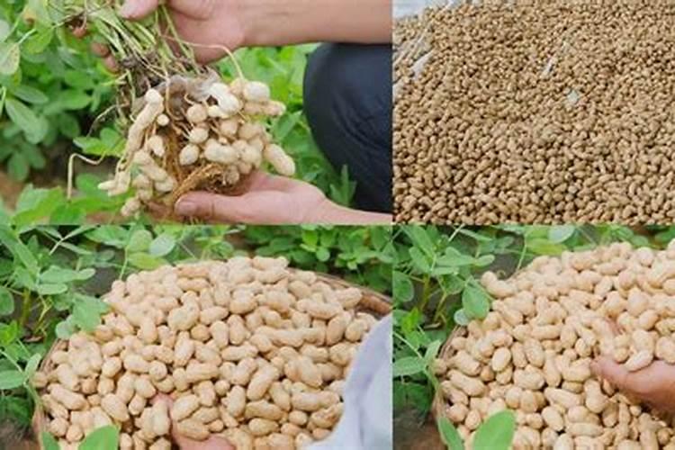 硝酸磷肥附产品有哪些规格及适用的作物？