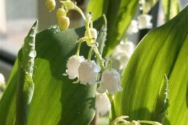 铃兰花怎么养 多少天施一次肥