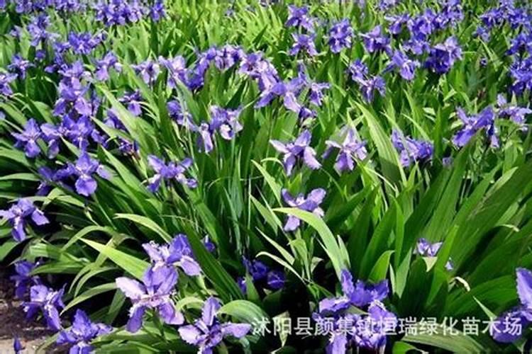 鸢尾怎么养