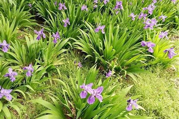 关于鸢尾的养殖方法和注意事项