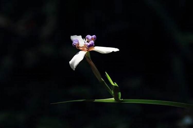 鸢尾怎么养长的好