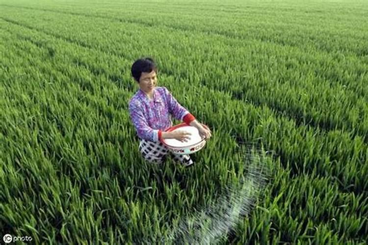 磷肥施用不可少,这些事项要知道!