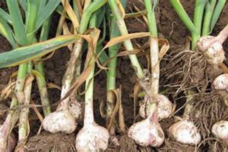 黄瓜施肥的方法!黄瓜冲施什么肥料好？