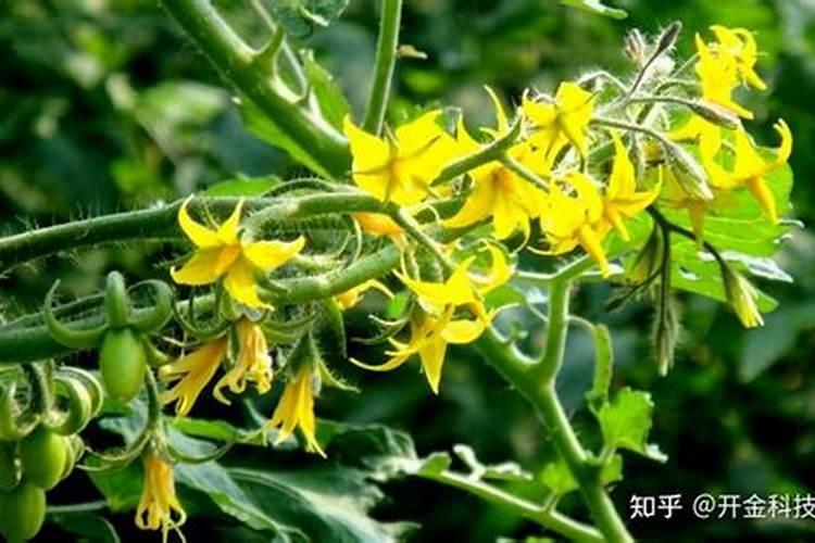 促进小麦分蘖和授粉的措施