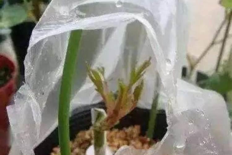 桃树补钙什么时间补,补几次