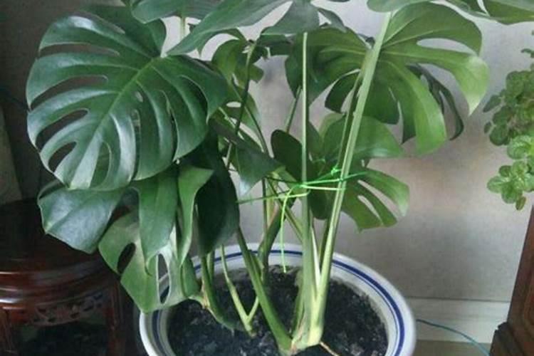 龟背竹能浇磷酸二氢钾吗