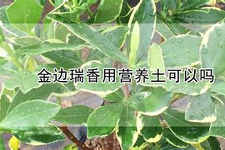 脐橙复合肥施肥方法