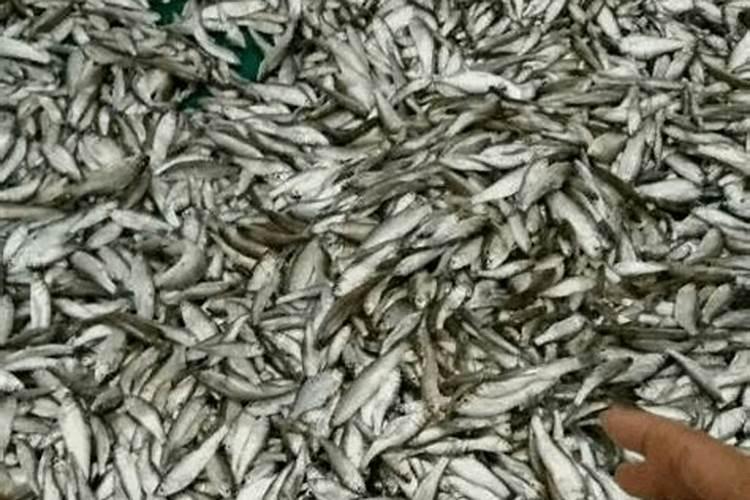 如果鱼买多了,是煮熟了放好,还是生着放好？