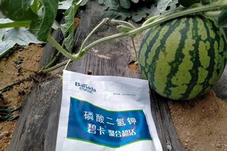 西瓜二茬怎么弄,瓜秧要剪掉吗？