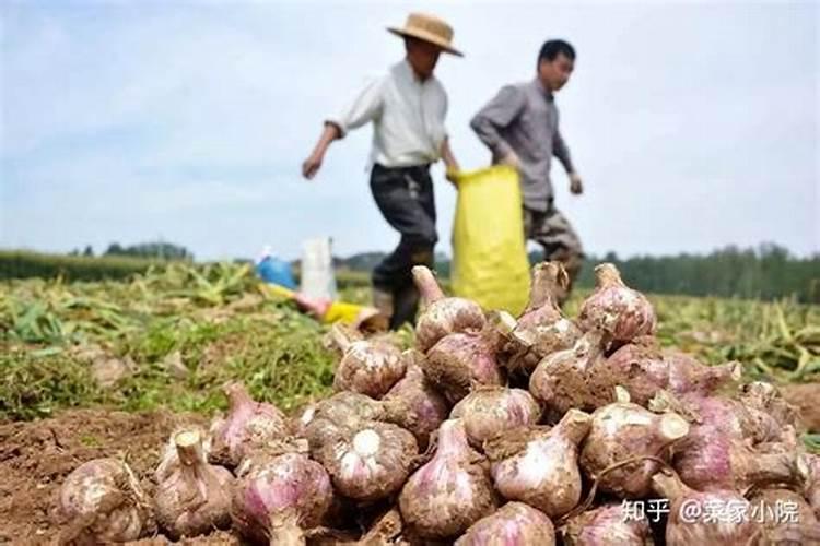 脐橙施什么肥最好