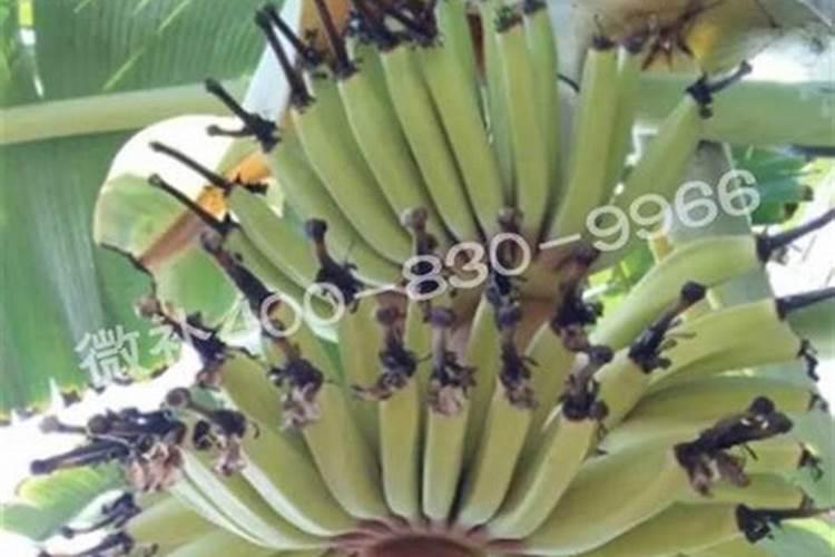 粉蕉用什么肥料最好