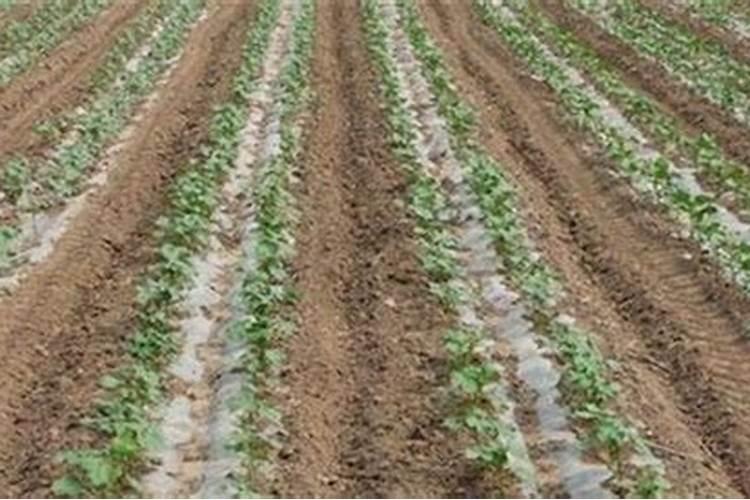 磷肥施用过量的后果,磷肥施用过量怎么补救