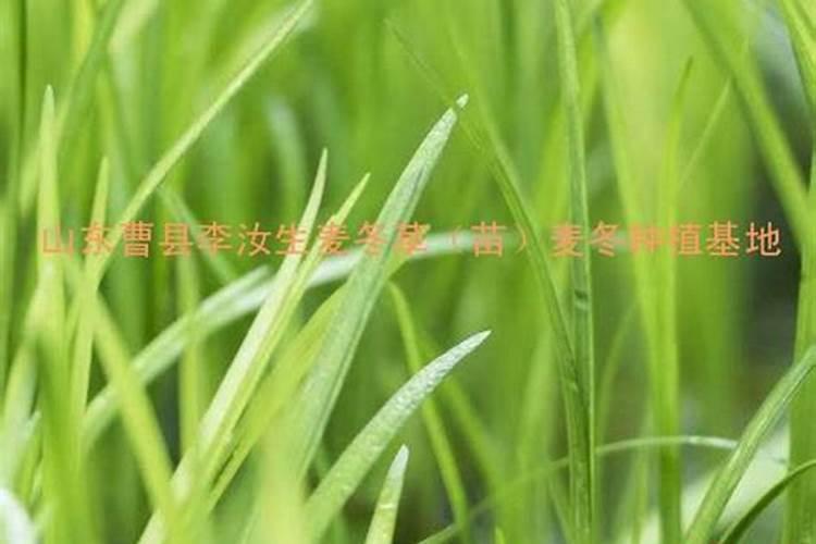 麦冬草锈病防治方法