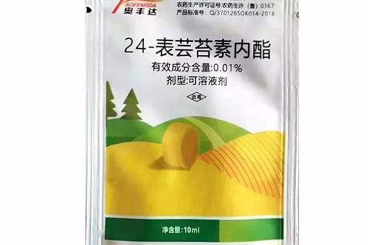 小麦喷芸苔素内酯能救活野燕麦吗？