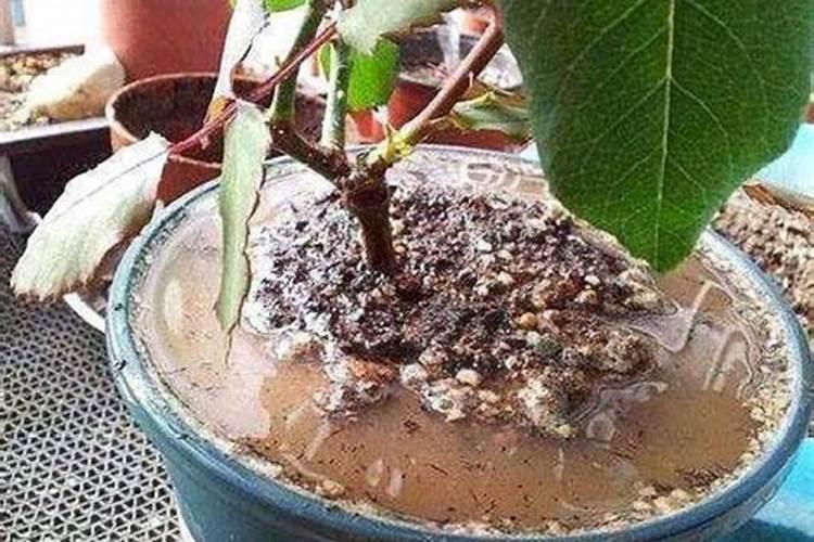 水溶肥的使用方法