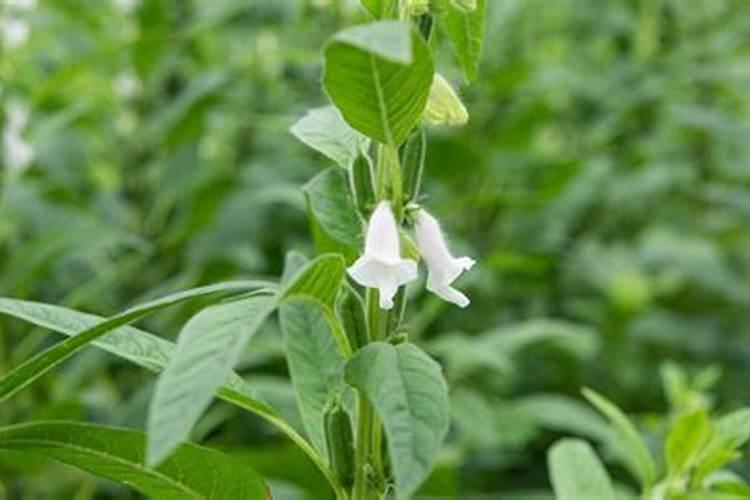 芝麻喷什么叶面肥好呢