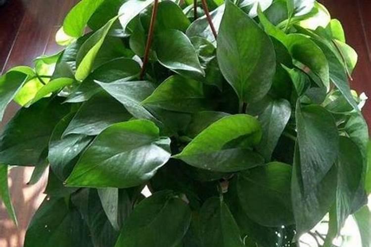 凤仙花一天要浇几次水浇多少毫升？