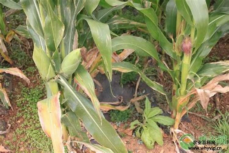 玉米施肥过量症状