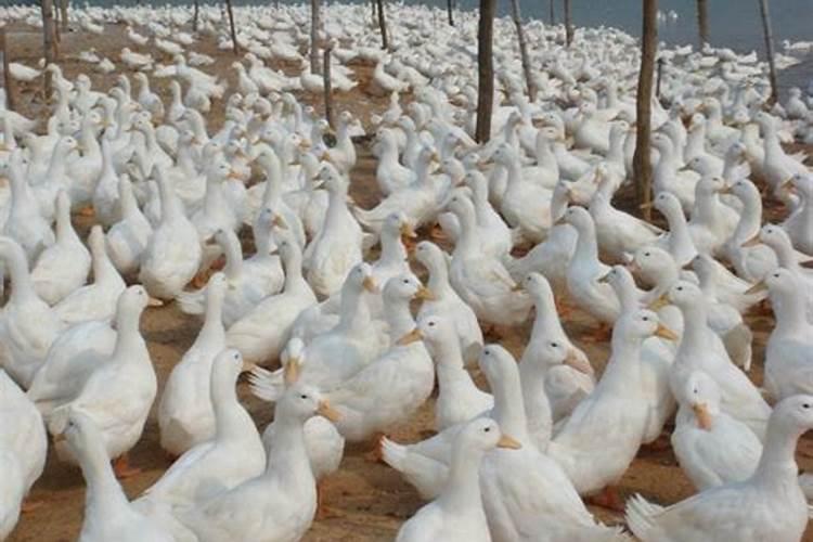 黄腐酸钾的使用方法