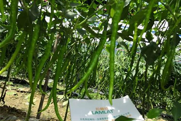 贡柑如何保花保果？