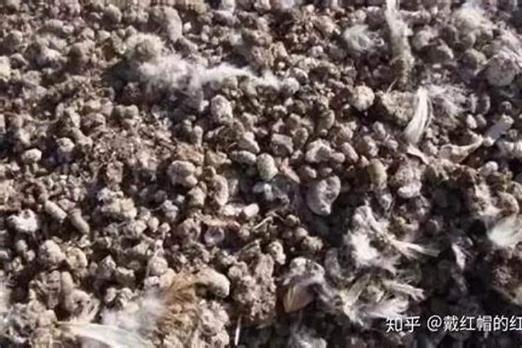 日本将粪便做成食物