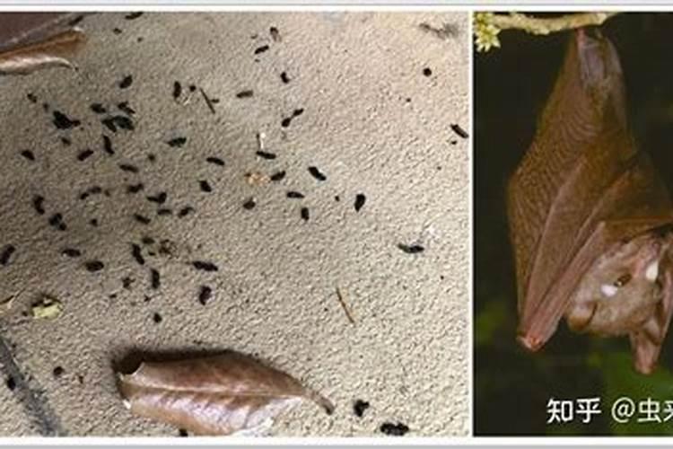 兔子的粪是中药吗