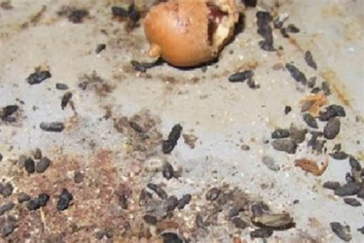 兔子的屎是不是一种药