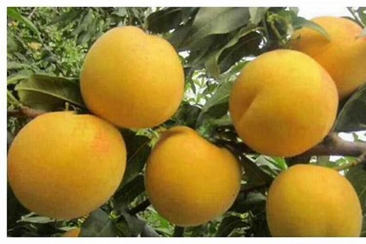 晚熟黄桃几月上澎大肥？