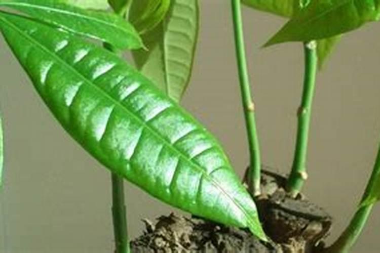 如何使用发财树生根粉