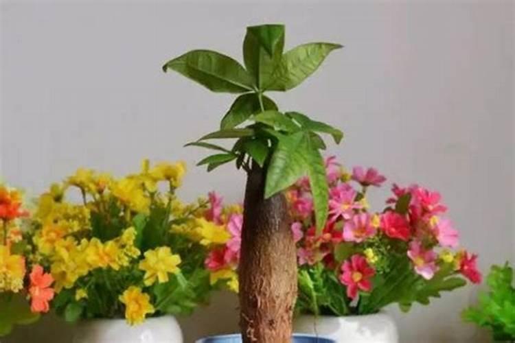 发财树怎样使用生根粉,1:600比例稀释后浇灌根部