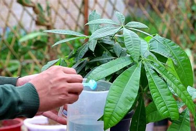 发财树生根粉怎么用,发财树生根粉使用步骤(4个)