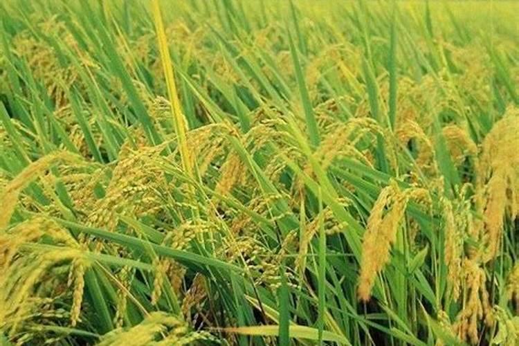 水稻后期能用钾肥吗