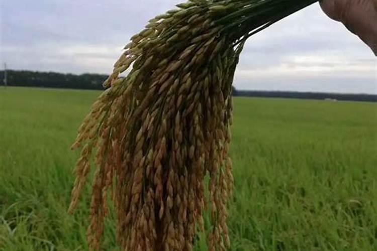 水稻苗期用什么肥