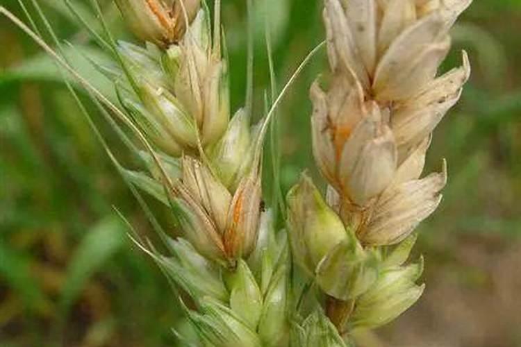 预防控制小麦赤霉病发生的最佳时期是什么时候？