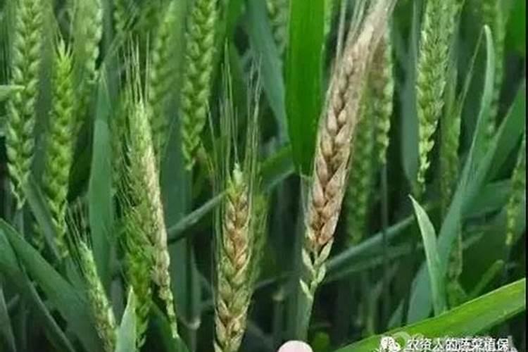 小麦赤霉病防治最佳时期小麦赤霉病的发病原因