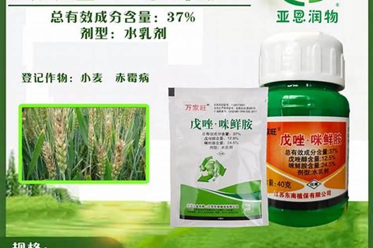 小麦赤霉病防治措施 小麦病虫害防治方法