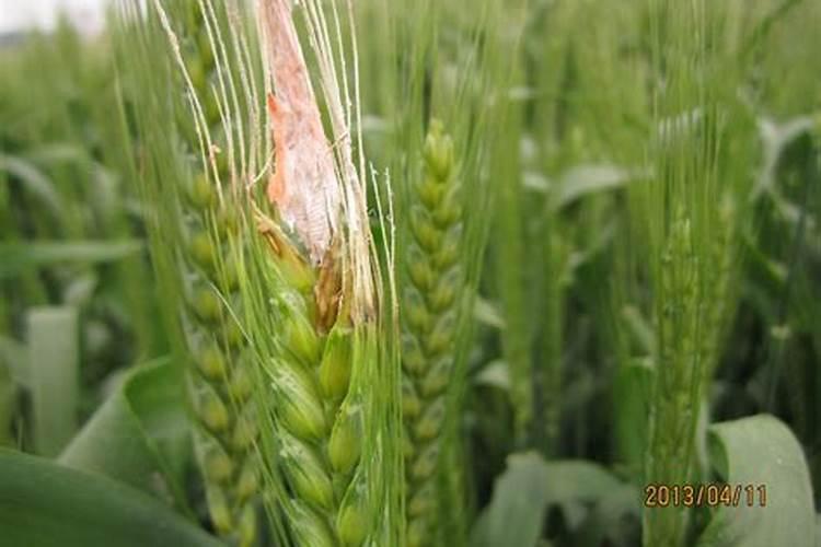 小麦主要病虫害的病症及防治措施？