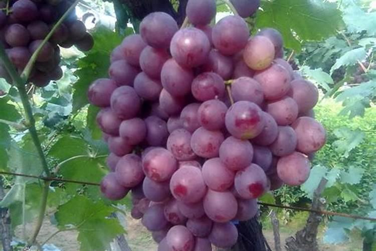 你知道怎么正确的给石斛兰施肥,才能让花开得更艳丽吗？