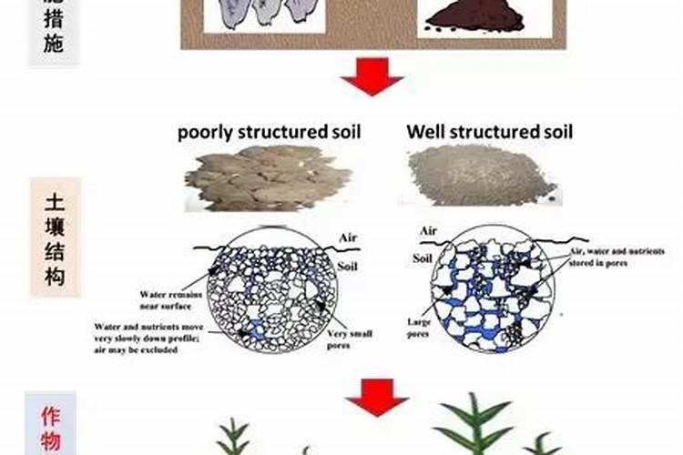石斛兰如何施肥